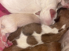 Shihpoo cross Jack Russell pups for sale