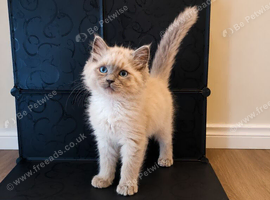 Blue mink ragdoll kitten