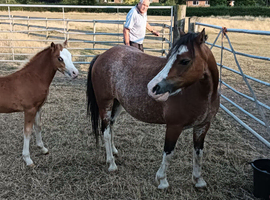 Brood mare