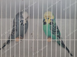 Exhibition Budgerigars for sale