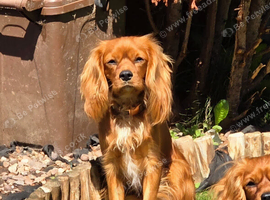 Rehoming ollie Ruby boy