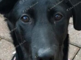 2 year old female boderman/lab