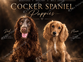 Cocker Spaniel Puppies