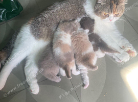 SCOTTISH FOLD FEMALE