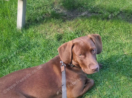 Beautiful puppy for sale