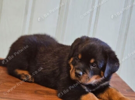 Rottweiler puppies