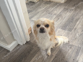 Male chihuahua