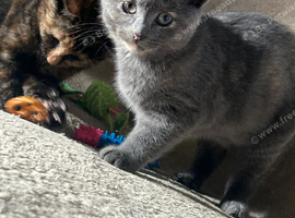 Beautiful grey girl