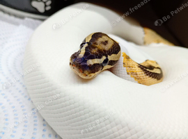 Fire pied male ball python