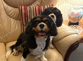 KC Reg King Charles Cavalier