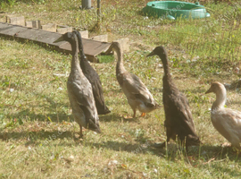 4 Indian runner drakes