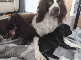 Sprocker Spaniel Puppies