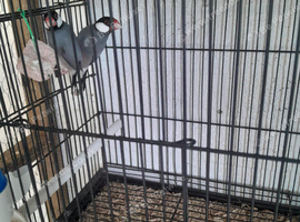 java sparrow pair