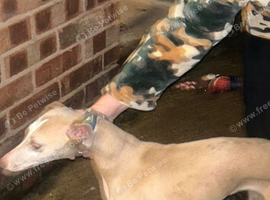Whippet bitch