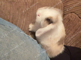 Vaccinated mini lop girl