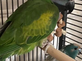 Beautiful Derbyan Parrot