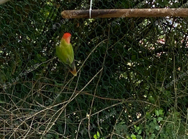 One love bird