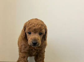 KC registered Miniature poodles