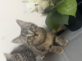 british shorthair x kittens