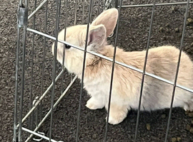 Baby bunnies
