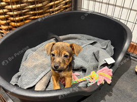 Jack Russell Puppies
