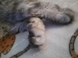 Male Maine coon