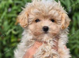 Amazing Tiny Korean Maltipoo Puppies