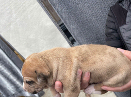 Lurcher puppies