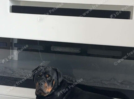 rottweiler stud