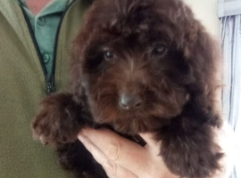 Cockapoo puppy F1 ️ chocolate girl .