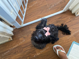 8 month old female puppy