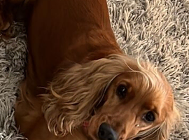 Golden cocker spaniel
