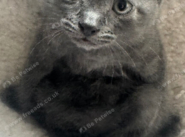 8 weeks kittens