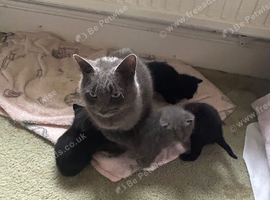 Grey kittens