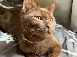 Brown male kitten ready to go