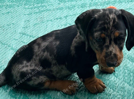 Beautiful Dapple Dachshunds