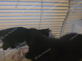 3 Beautiful Black Kittens &ndash; 2 Boys & 1 Girl &ndash; Ready Now