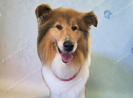 FEMALE ROUGH COLLIE