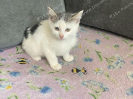 Male kitten