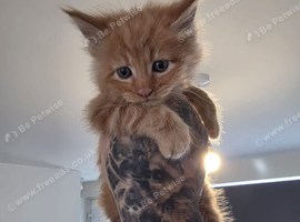 Maine coon kittens