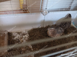 Available small / standard size Coturnix  Quail Group 2 x boys and 4 hens &pound;29  the group 6 birds