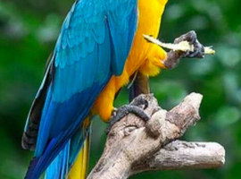 Wanted Macaw.