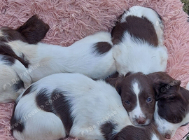 Beautiful English springer spaniels