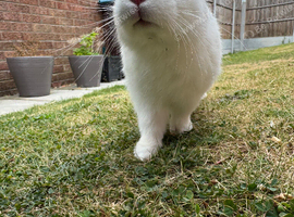White male rabbit