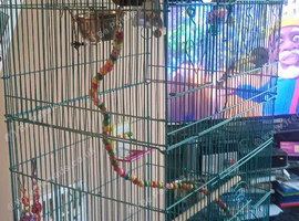 Two Lovebirds with cage