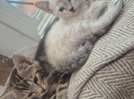 Savannah x kittens