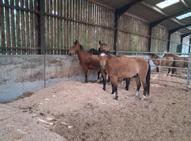 Registered and p/ b geldings