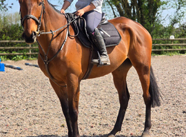 Super allrounder gelding 16.2hh
