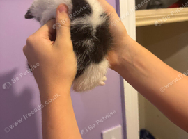 Kittens