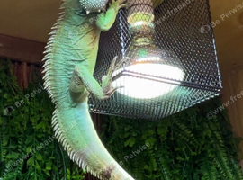 Male Chinese Water Dragon